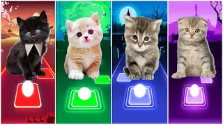 CUTE CATS WEDNESDAY LADY GAGA BLOODY MARY 🌟 BLACKPINK LISA MONEY 🌟 JISOO FLOWER KITTY SHAWN MENDES