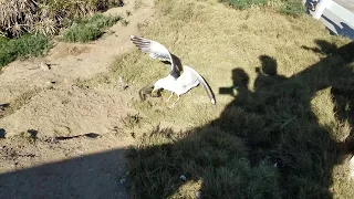 Seagull kills and swallows squirrel