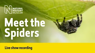 Meet the Spiders | Live Talk with NHM Scientist