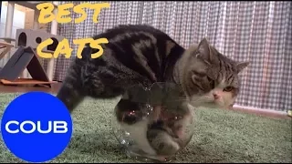 BEST COUB CATS#4, Лучшие котики Coub#4