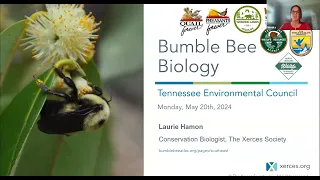 TEC Presents Bumble Bee Livestream featuring Laurie Hamon!