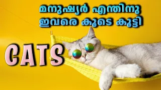 Story of cats പൂച്ചകൾ ഇണങ്ങിയ കഥ