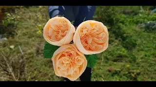 David Austin rose DIY Mellas