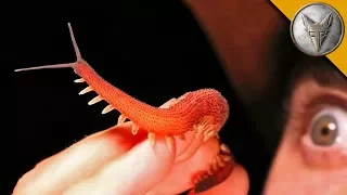 ULTRA RARE! - Velvet Worm