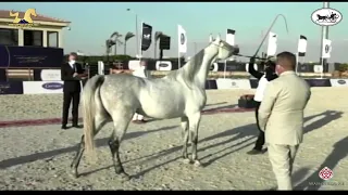 N.106 ANOUD AL ASAYEL - The Egyptian Event Cairo 2021 - Mares 4-6 Years Old (Class 7B).mp4