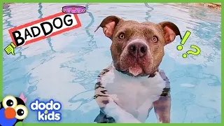 Get This Pit Bull Out Of The Pool! | Bad Boys And Girls | Dodo Kids