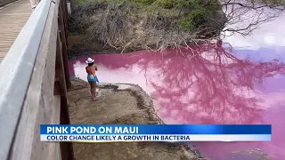 Barbie-pink Maui waters get social media attention, thanks to special bacteria