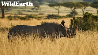 WildEarth - Sunrise Safari -  20 February 2024