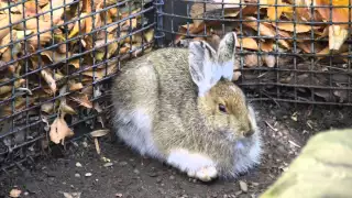 Creature Feature: Snowshoe Hares