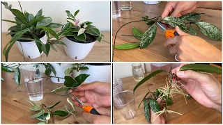 #127 : Wax Plant Propagation | The EASIEST Way of Propagating Hoya Plants