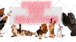 Hilarious Pet Video To Spice Up Your Weekend - Funny Pet Reaction ! funny Pets Reaction # 1