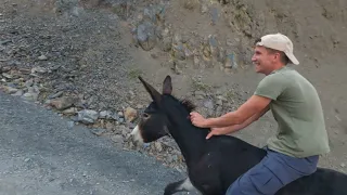 Приключения в Дагестане или Как управлять ослом?