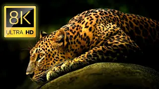 AWESOME ANIMALS 8K ULTRA HDANIMALS Relaxing music and naturesounds 8K TV