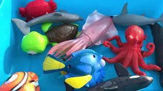 Sea Animal Toys for Kids with Fun Facts and Names in English