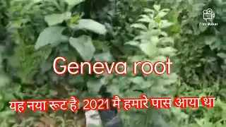 Root G 969 lene k liye sampark kare