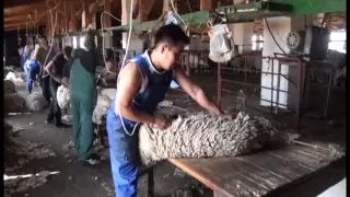 Стрижка овец.Скоростные стригали Калмыкии.VOB
