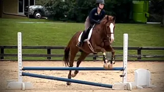 For Sale - Reggie - 2nd “Horse Show” Ridden by Ellie