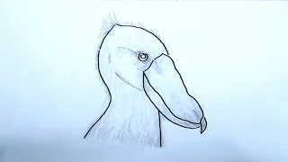 How To Draw The Shoebill Strok | Sketch Tutorial