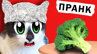 ПРАНКИ НАД КОТАМИ! СМЕШНОЙ КОТ И КОШКА МУРКА РАЗЫГРАНЫ! Новые ПРИКОЛЫ! 4 смешных ПРАНКА над ДРУЗЬЯМИ