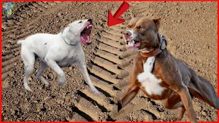 Pitbull VS Dogo Argentino Real Fight - Dogo Argentino VS Pitbull