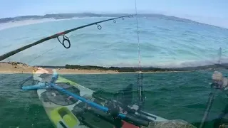 Great White Shark Swims Right Next to Kayaker in Monterey, California