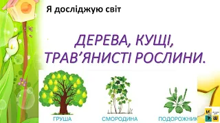 ЯДС 1 клас урок 47 ДЕРЕВА, КУЩІ, ТРАВ’ЯНИСТІ РОСЛИНИ. Жаркова