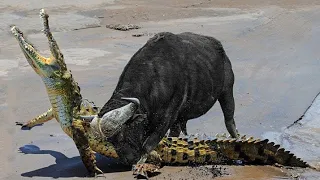 Bomb ! Underwater Ambush from Croccodile | Crocodile vs Buffalo | Wild animal attacks