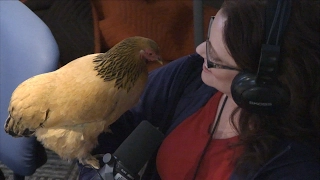 Meet Jokgu - The Piano Playing Chicken