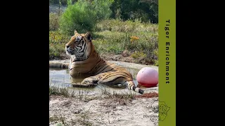 Tiger Enrichment at Panthera Africa Big Cat Sanctuary