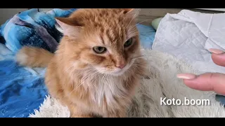 Злой сибирский рыжий кот