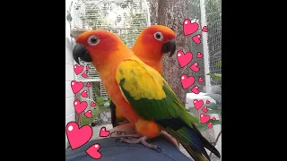 Parrot funny Talking - Smart And Funny Parrots Video | Pets Town