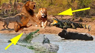 Lion Attack Young Buffalo | Crocodile Steals The Prey Of Lion | Wild Animals Attack