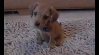 Minature dachshund puppy