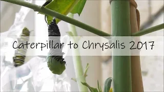 Monarch Caterpillar to Chrysalis 🐛 Full Metamorphosis (Real Time!!)