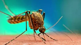 750 million modified mosquitoes to be released in Florida