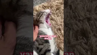 Why does your cat yawn at you? 😺