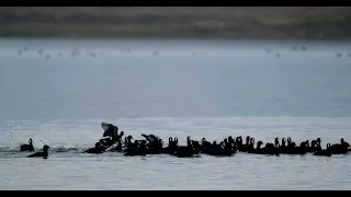 Coot ( Fulica atra ) feeding on water