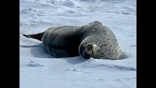 ANTARCTICA pt  18 Mikkelson Harbour