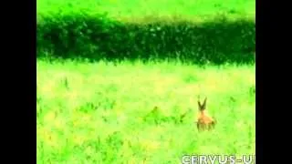 Monster Roebuck Footage. Filmed July 2012. Cotswolds, England.