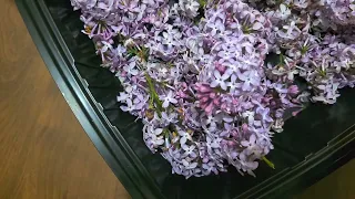 Making and Canning Lilac Jelly!