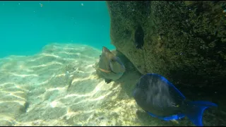 River inlet snorkel, south of Cancun Mexico