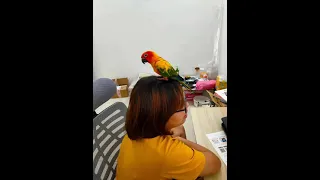 Naughty parrot 坏蛋的 金太阳 鹦鹉