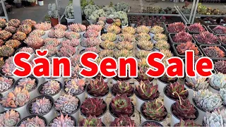 Sen xịn giá rẻ như phổ thông | succulent Gia Nghia