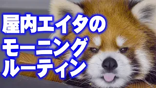 【レッサーパンダ】屋内エイタのモーニングルーティン　Red Panda EITA at Maruyama Zoo