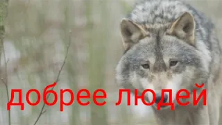 Исповедь волка.Стих Ирины Самариной-Лабиринт.