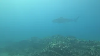 Hawaii Tiger Shark, Maui Ulua Beach