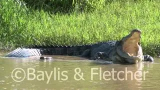 Saltwater crocodile, Malaysia. 20120511_160855.mp4