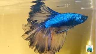 My New Betta Fish!