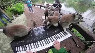 Thai zoo animals turn to music for entertainment