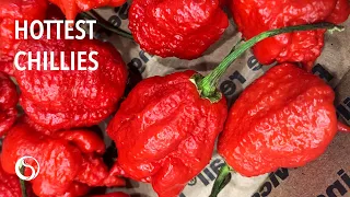 Hottest Peppers in the World (2021)